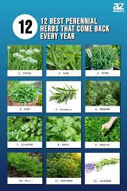 The 12 Best Perennial Herbs That Come