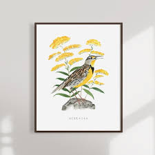 Nebraska State Bird Art Print Nebraska