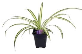 10 Best Plants Safe For Cats And Dogs