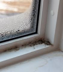 Get Mold Out Of The House Ly