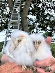 Barn Owl Numbers In Dorset S Council