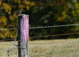 Purple Fence Meaning It S Not Just For