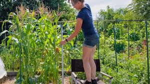 Electric Fence In Your Home Garden