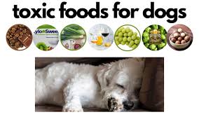 Beware Of These Toxic Foods For Dogs