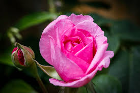 Rose For My Garden