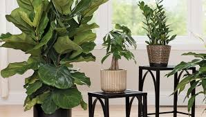 Houseplants And Indoor Plants