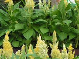 Celosia Elgin Nursery Tree Farm