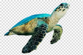 Beak Animal Hawksbill Sea Turtle