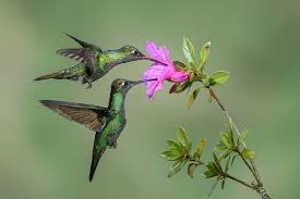 How To Attract Hummingbirds To Your