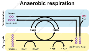 Anaerobic Respiration Ilration