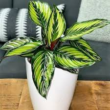 24 Best Indoor Plants Find Your