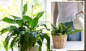 Six Mould Loving Houseplants To Keep