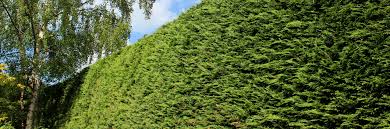 Hedge T How To Trim Hedges And
