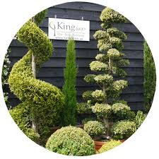 Privet Plants Topiary