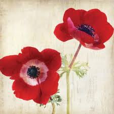 Poppy Posters Wall Art Prints