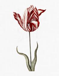 Red And White Tulip Flower Clip Art