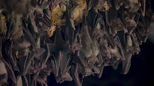 Bat Flying In Cave Stock Footage