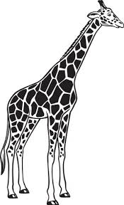 Sketch Giraffe Pencil Vector Images
