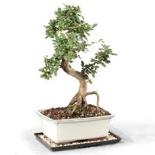 Bonsai Chinese Elm Bonsai Tree