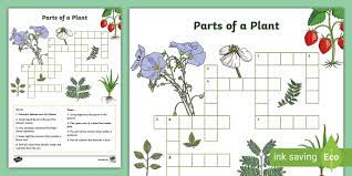 Parts Of A Plant Crossword Teacher