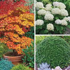 Compact Shrubs That Provide Color