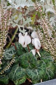 25 Best Winter Plants For Pots And