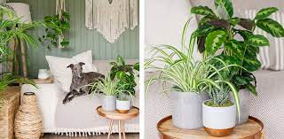 Guide To Pet Friendly Plants The