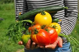 Urban Or Community Garden