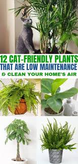 12 Indoor Plants That Clean The Air And