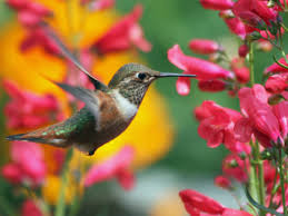 Plants To Attract Hummingbirds Canadale