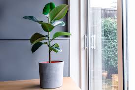 19 Tall Low Light Plants To Grow Indoors