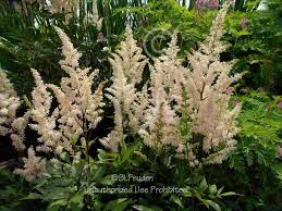 Entire Plant Of Astilbe Peach Blossom