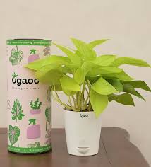 Buy Natural Plants Upto 50 Off