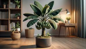 Low Light Plants Easy To Grow Indoors