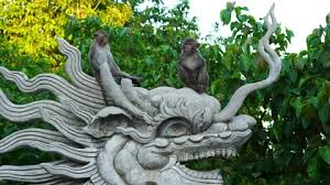Dragon Statue Stock Footage Royalty