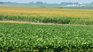 soybeans heading for average crop