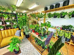 We Dig In To The Houseplant Craze From