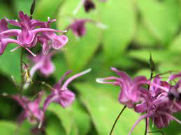 Shade Loving Garden Plants