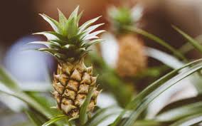 How To Grow Pineapples As Houseplants
