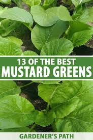 Varieties Of Mustard Greens