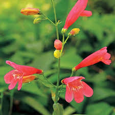 Wayside Gardens