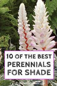 Tall Shade Perennials 10 Flowering