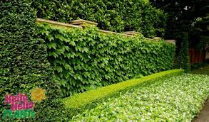 Boston Ivy In Architecture And