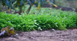 Planting A Cover Crop In A Home Garden