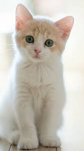 Cute Lovely Staring Kitten Cat Iphone