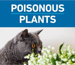 Deadly Plants For Pets