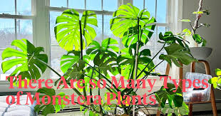 Types Of Monstera Varieties A