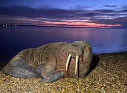 Thor The Walrus Is Found Snoozing On A