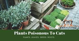 Plants Poisonous To Cats Learn What To