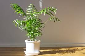 The Best Low Light Indoor Plants